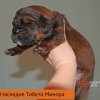 Щенки от пары Ерик х Конфета